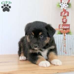 Saint, Australian Shepherd Puppy