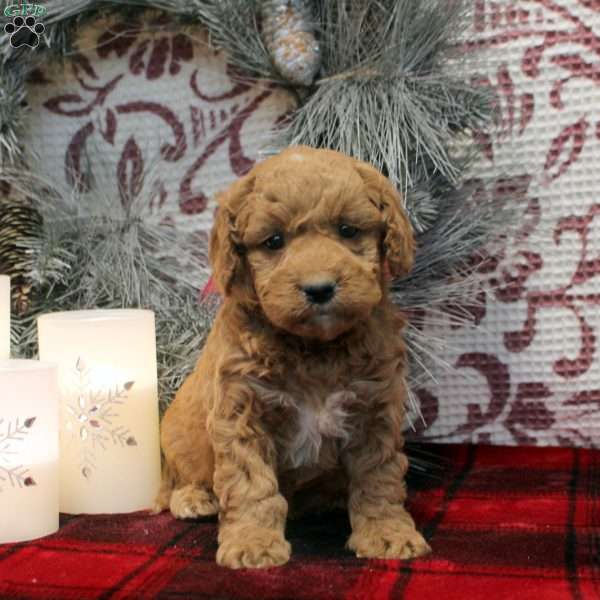 Sal, Miniature Poodle Mix Puppy