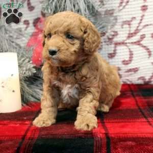 Sal, Miniature Poodle Mix Puppy