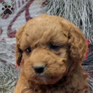 Sal, Miniature Poodle Mix Puppy