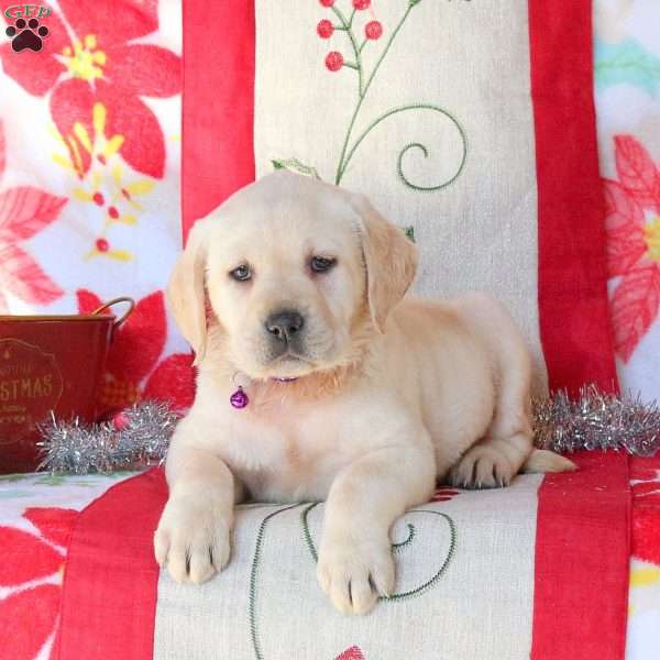 Sally, Yellow Labrador Retriever Puppy