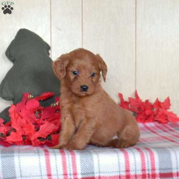 Sally, Mini Goldendoodle Puppy