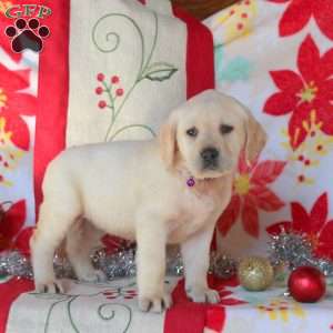 Sally, Yellow Labrador Retriever Puppy