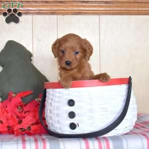Sally, Mini Goldendoodle Puppy