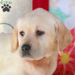 Sally, Yellow Labrador Retriever Puppy