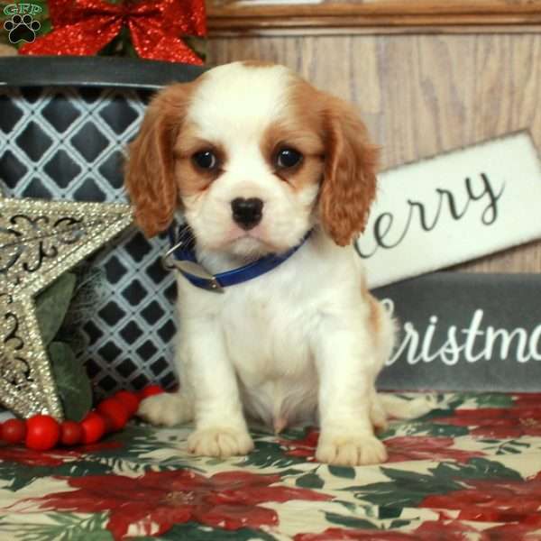 Sam, Cavalier King Charles Spaniel Puppy