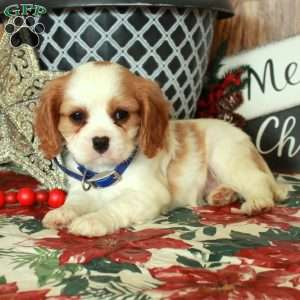 Sam, Cavalier King Charles Spaniel Puppy