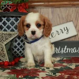 Sam, Cavalier King Charles Spaniel Puppy