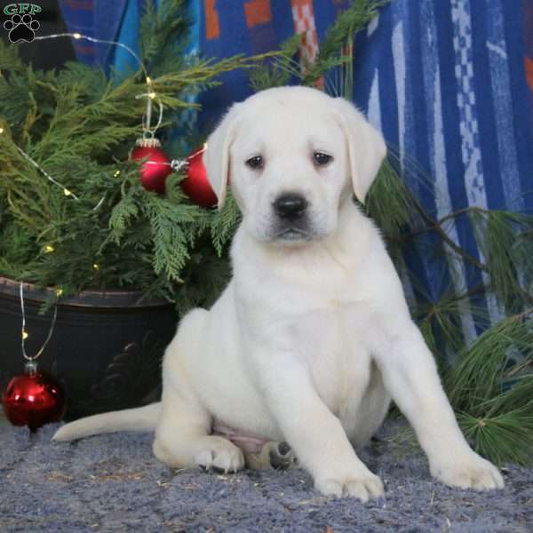 Sam, Yellow Labrador Retriever Puppy