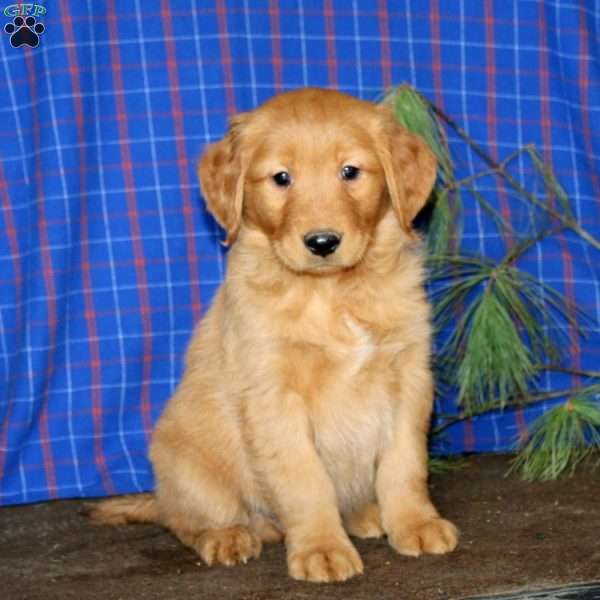 Sam, Golden Retriever Puppy