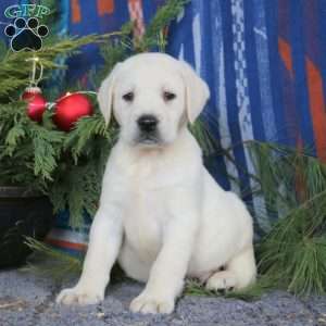 Sam, Yellow Labrador Retriever Puppy