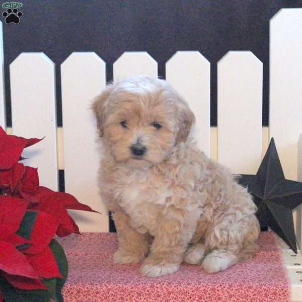 Samantha, Toy Poodle Mix Puppy