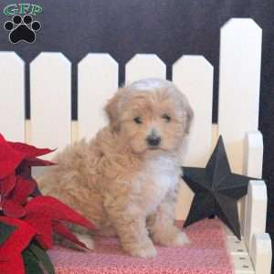 Samantha, Toy Poodle Mix Puppy