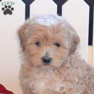 Samantha, Toy Poodle Mix Puppy