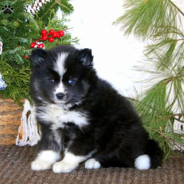 Sammy, Pomeranian Mix Puppy