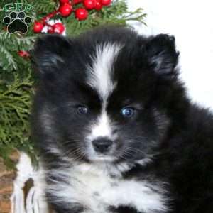 Sammy, Pomeranian Mix Puppy