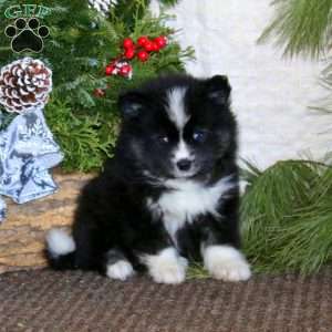 Sammy, Pomeranian Mix Puppy