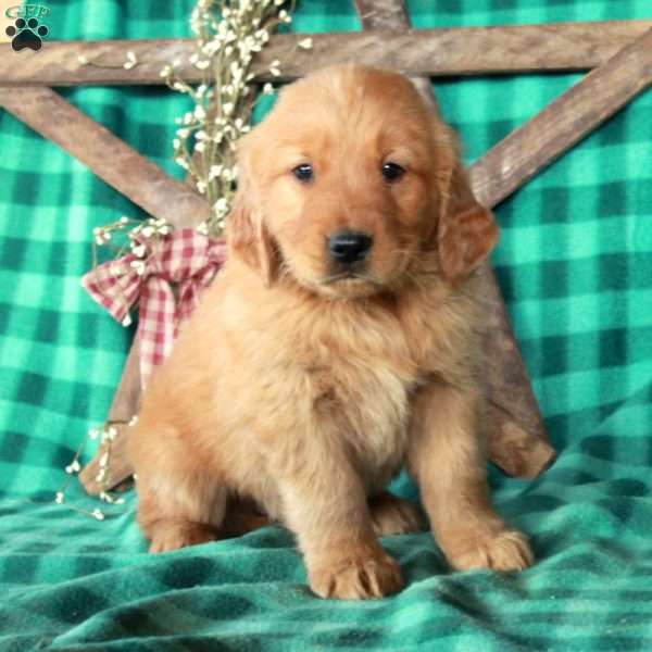 Samson, Golden Retriever Puppy