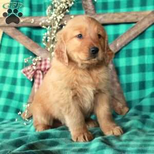 Samson, Golden Retriever Puppy