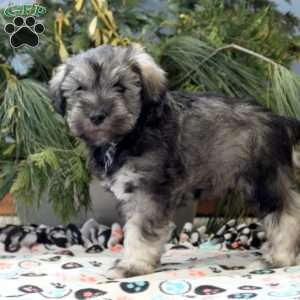 Samson, Miniature Schnauzer Puppy
