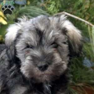 Samson, Miniature Schnauzer Puppy