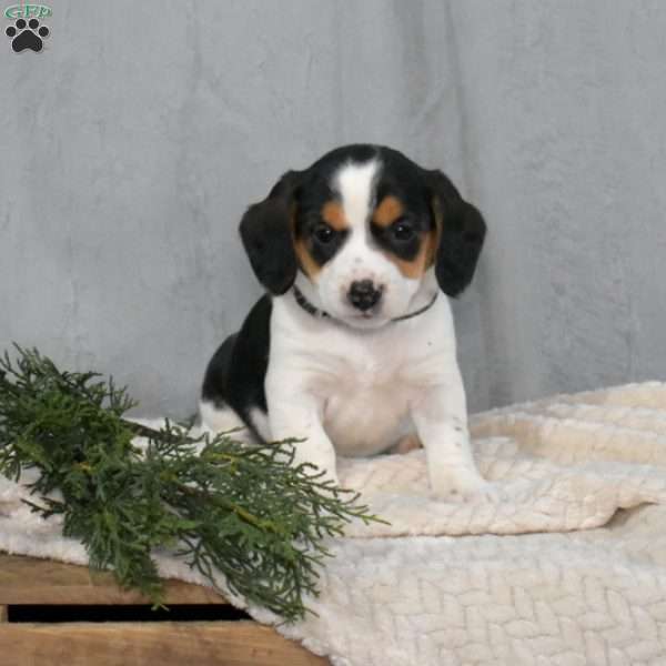 Sandra, Beagle Mix Puppy