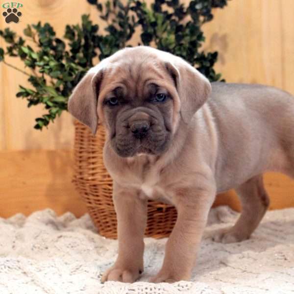 Sandra, Cane Corso Puppy
