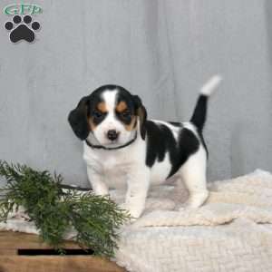 Sandra, Beagle Mix Puppy