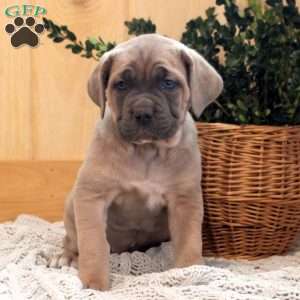 Sandra, Cane Corso Puppy