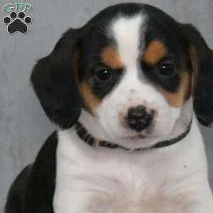 Sandra, Beagle Mix Puppy