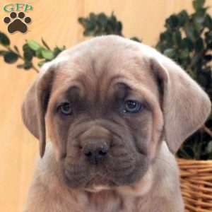 Sandra, Cane Corso Puppy