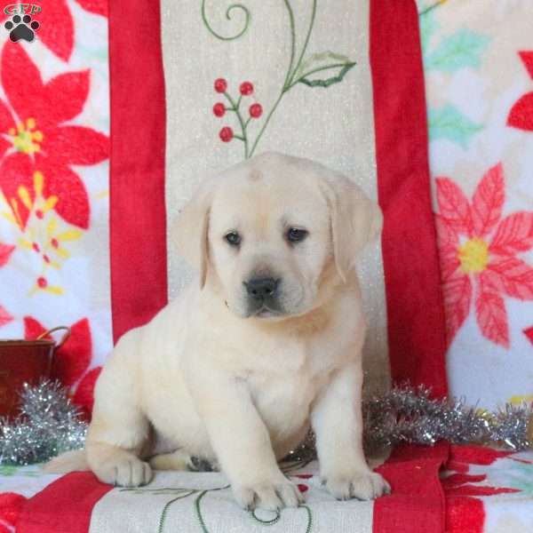 Sandy, Yellow Labrador Retriever Puppy