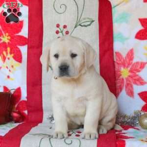 Sandy, Yellow Labrador Retriever Puppy