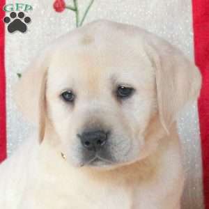 Sandy, Yellow Labrador Retriever Puppy