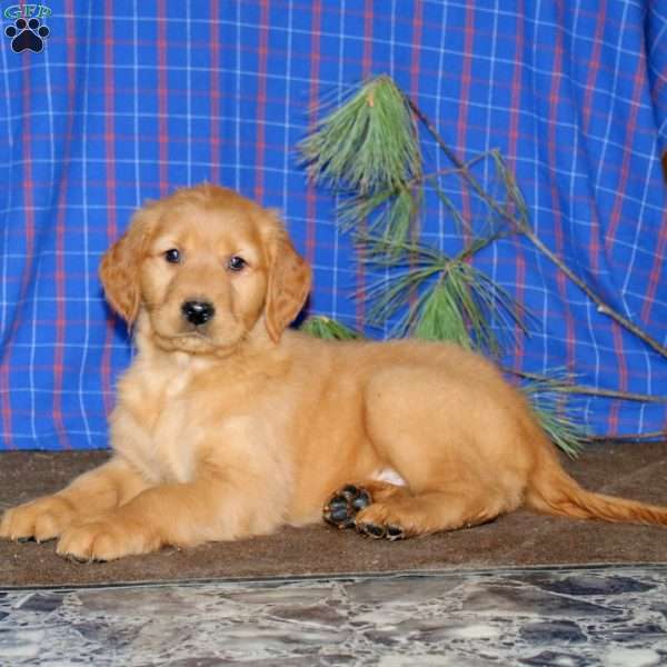 Sara, Golden Retriever Puppy