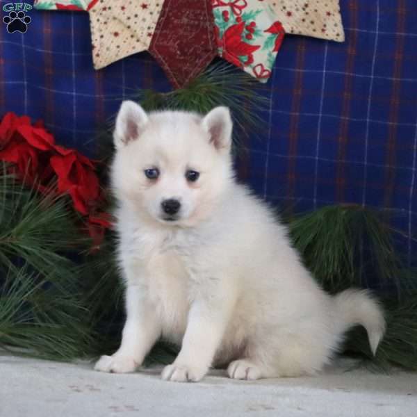 Sara, Pomsky Puppy