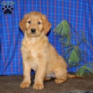 Sara, Golden Retriever Puppy
