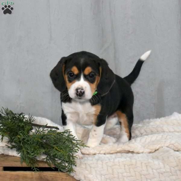 Sarah, Beagle Mix Puppy