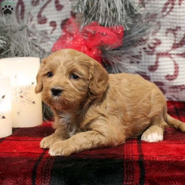 Sarah, Miniature Poodle Mix Puppy