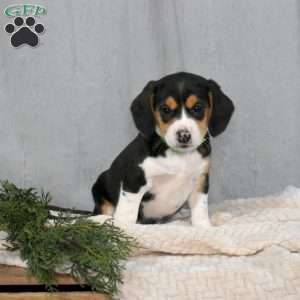 Sarah, Beagle Mix Puppy