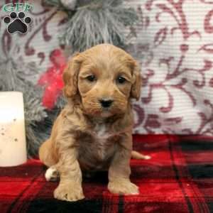 Sarah, Miniature Poodle Mix Puppy