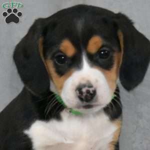 Sarah, Beagle Mix Puppy