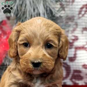 Sarah, Miniature Poodle Mix Puppy