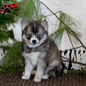 Sarah, Pomeranian Mix Puppy