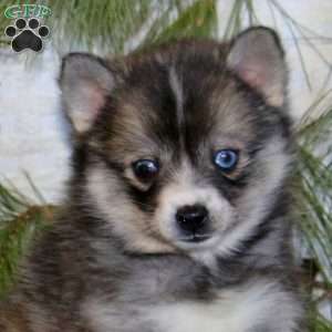 Sarah, Pomeranian Mix Puppy