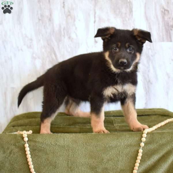 Sarge, German Shepherd Puppy