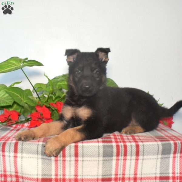 Sarge, German Shepherd Puppy