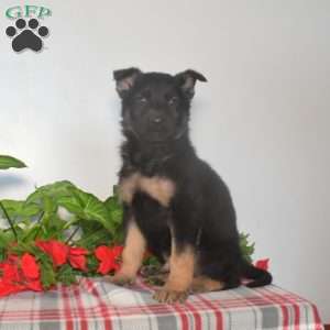Sarge, German Shepherd Puppy