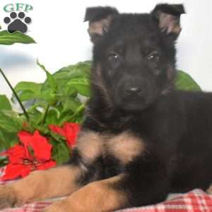 Sarge, German Shepherd Puppy