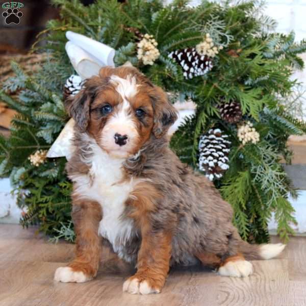 Sarge, Bernedoodle Puppy